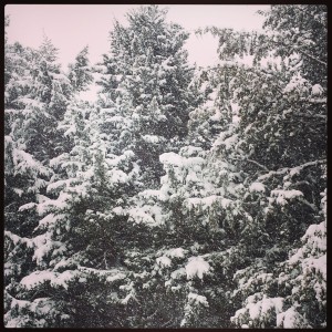 snow evergreens
