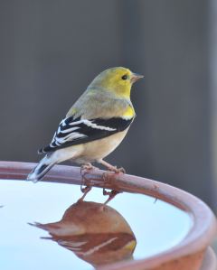 2015 Worried Goldfinch